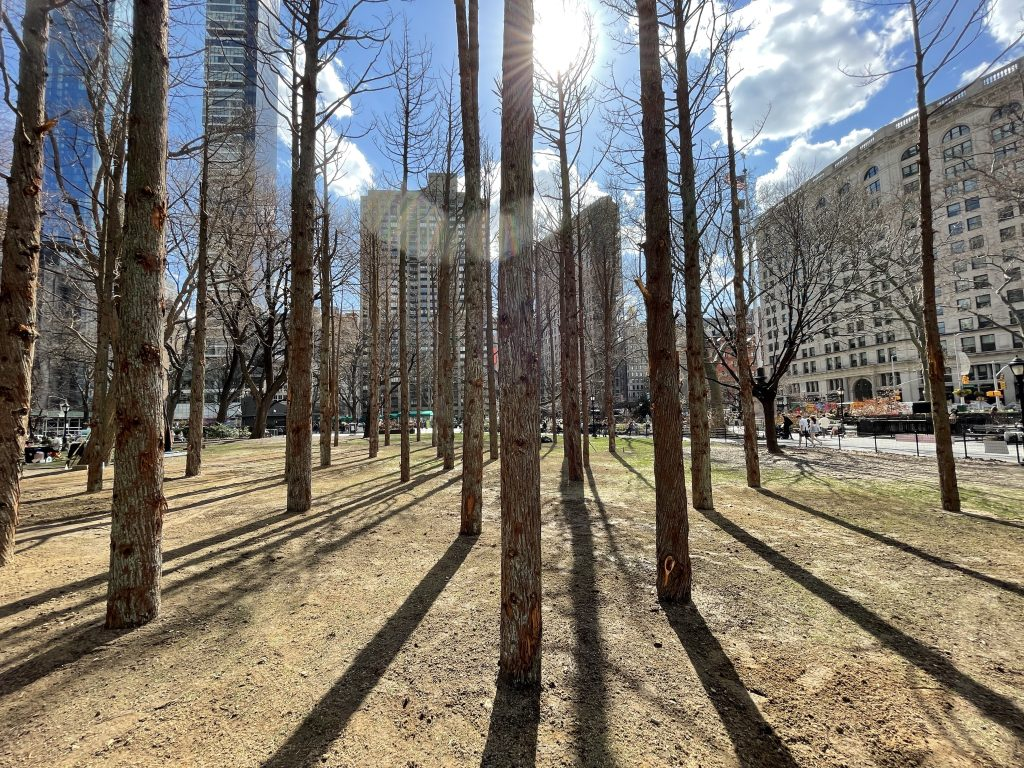 “Ghost Forest” – 49 Dying Cedar Trees Planted in a Manhattan Park